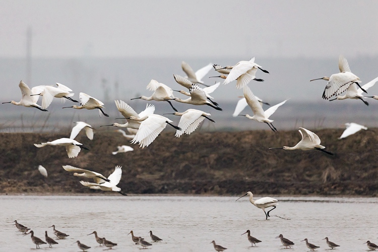2022年中国永修“鹤舞鄱湖”国际观鸟大会定于12月7日至11日举行